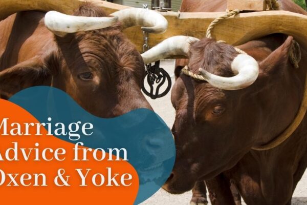 Marriage Advice from Oxen and Yoke