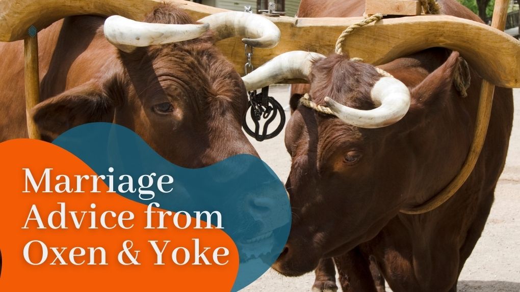Marriage Advice from Oxen and Yoke