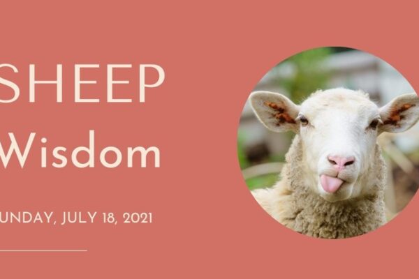 Sheep Wisdom