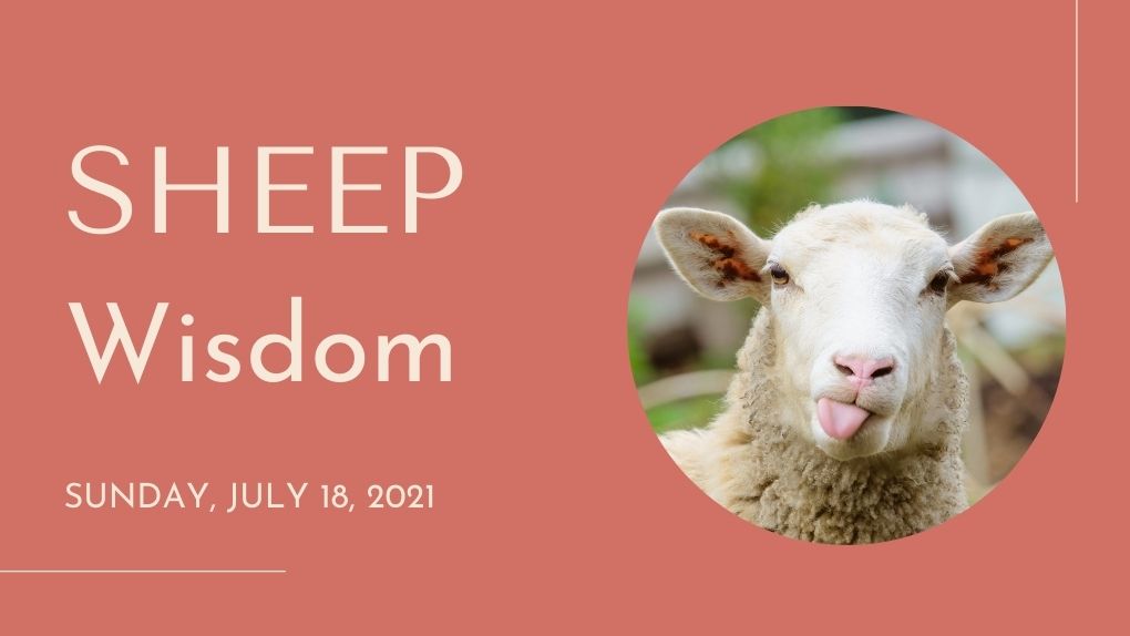 Sheep Wisdom – St. George Armenian Church